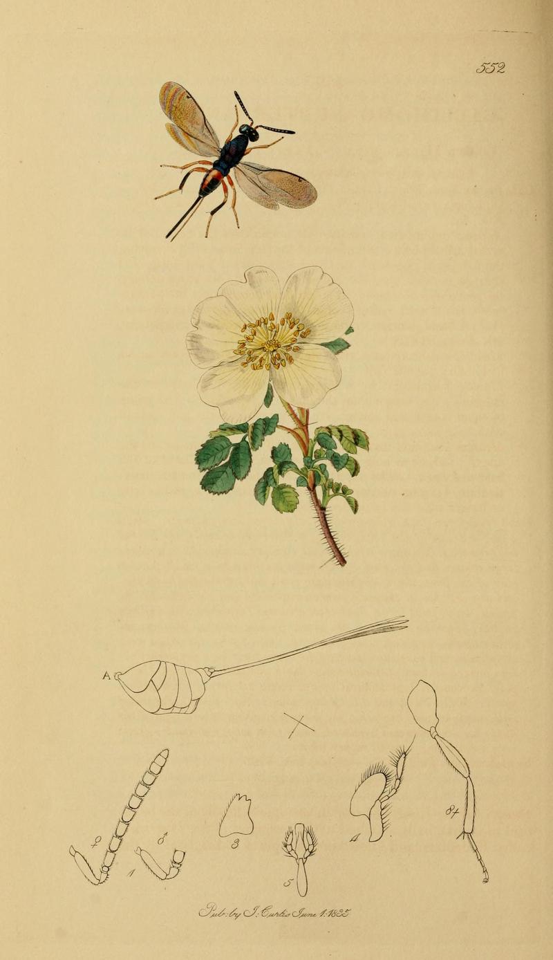 British entomology (Plate, "552") (8044286086)
