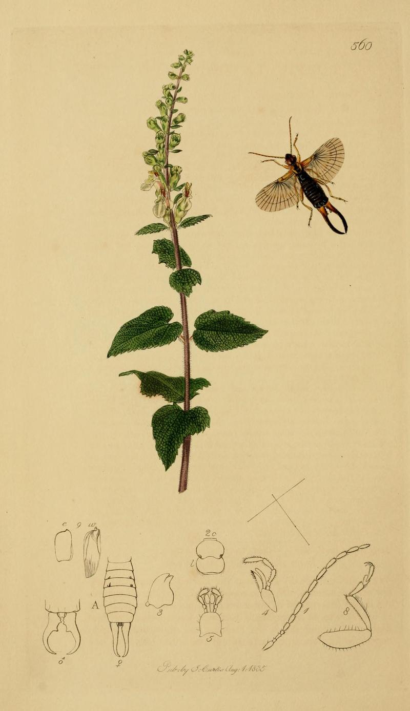 British entomology (Plate, "560") (8044218325)