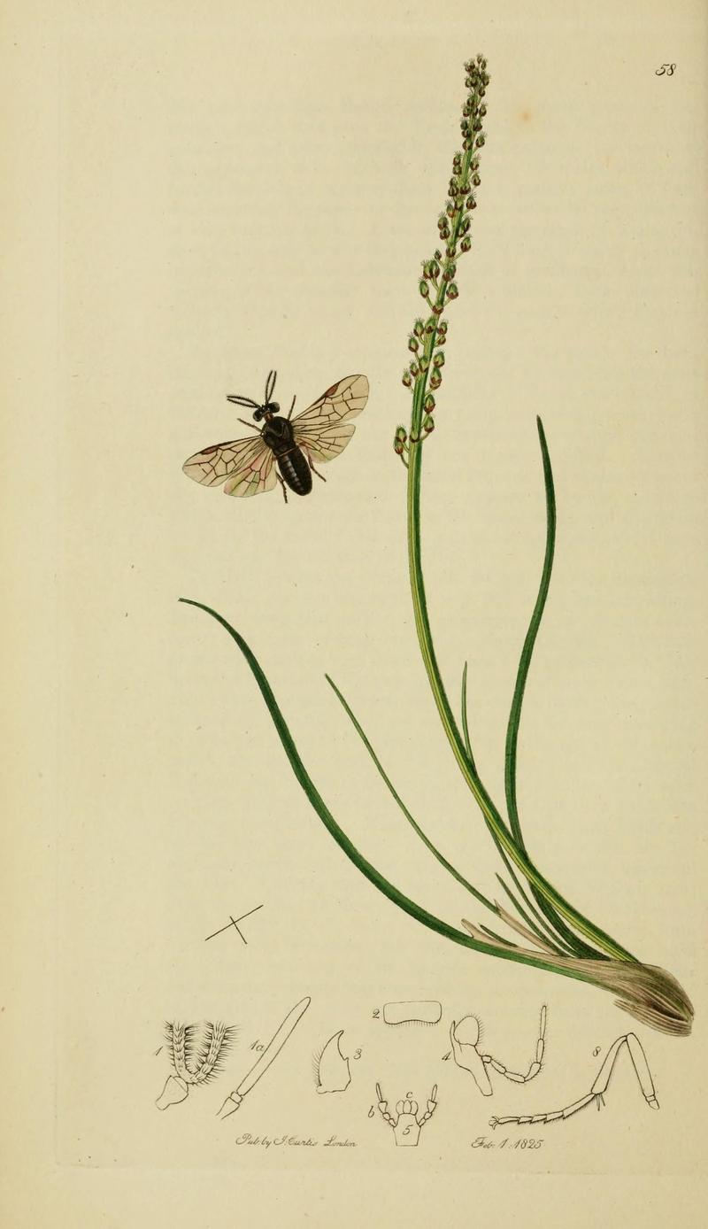 British entomology (Plate, "58") (8044228189)
