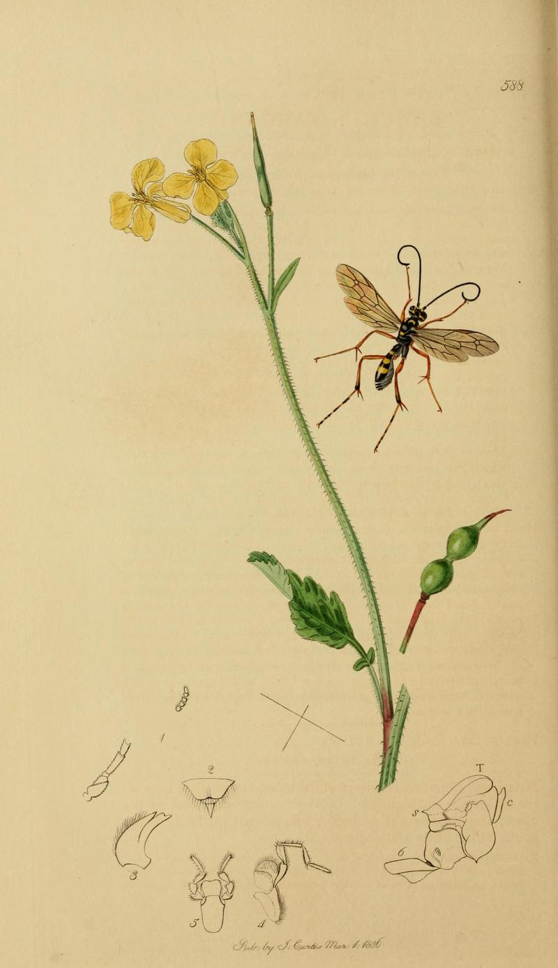 British entomology (Plate, "588") (8044260172)