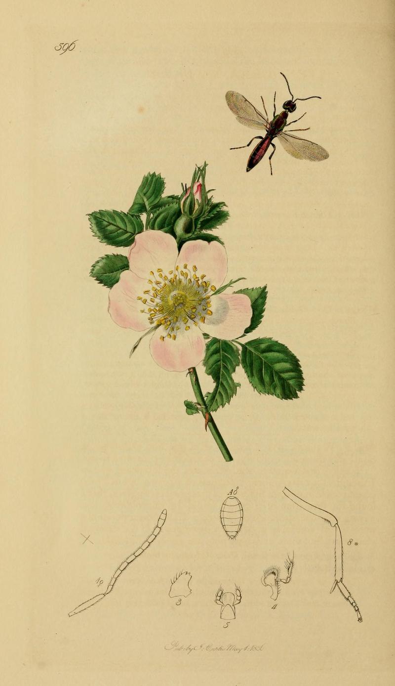 British entomology (Plate, "596") (8044271509)