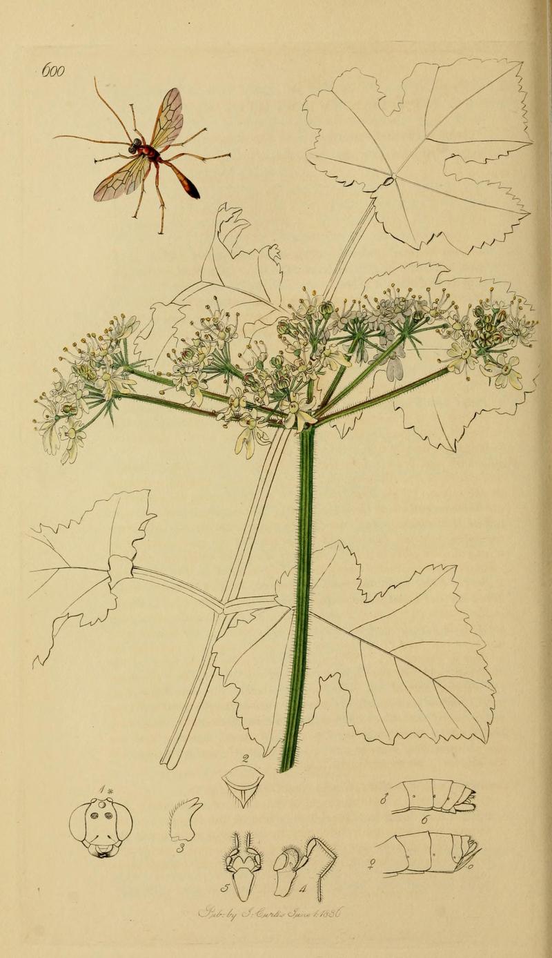 British entomology (Plate, "600") (8044250647)