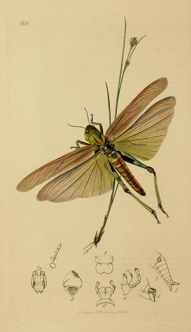 British entomology (Plate, "608") (8044221479)