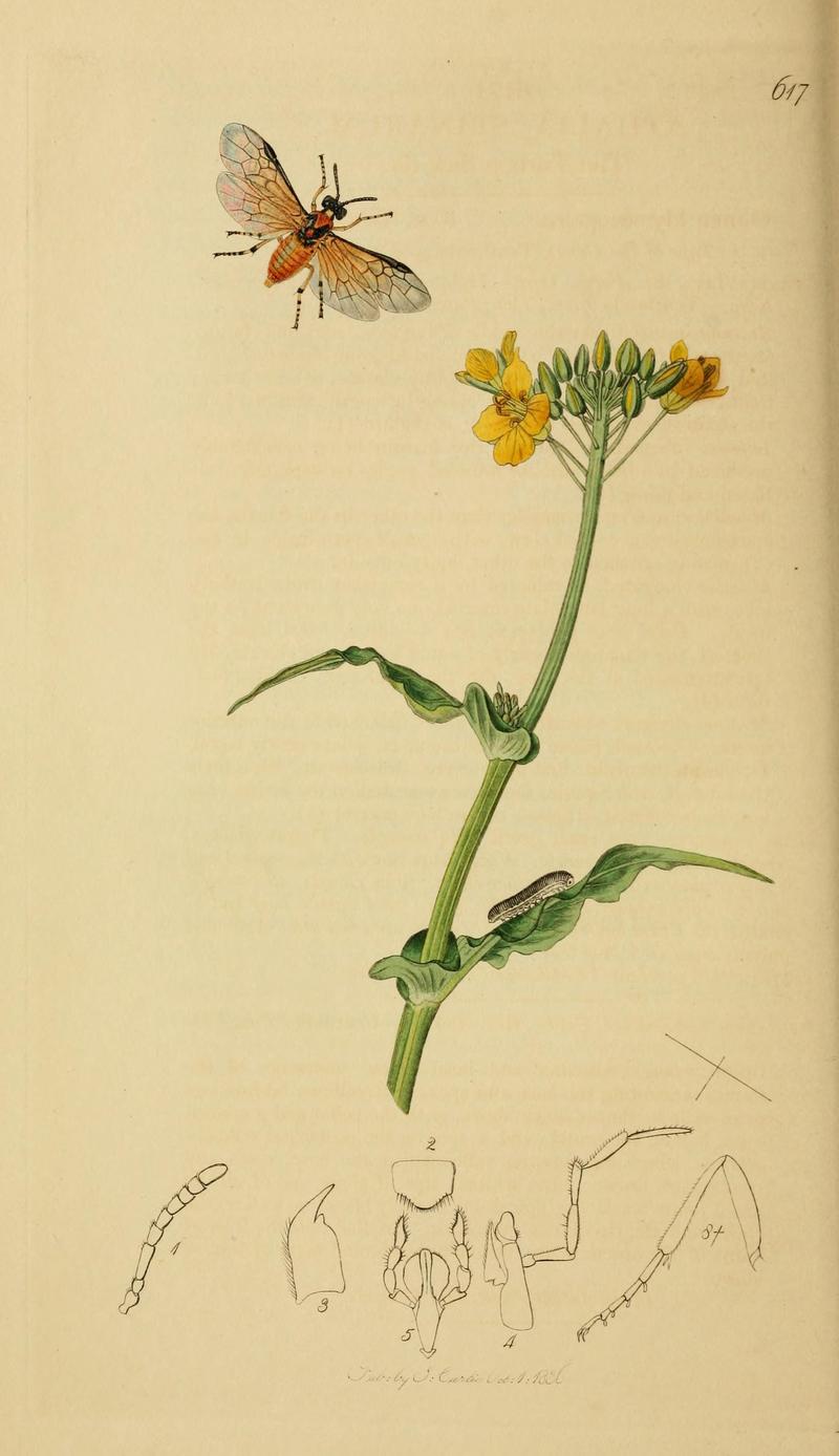 British entomology (Plate, "617") (8044229583)