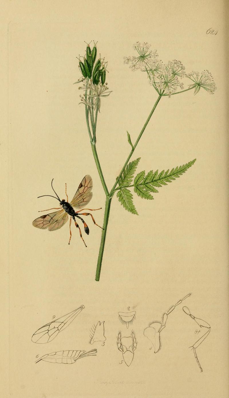 British entomology (Plate, "624") (8044251415)