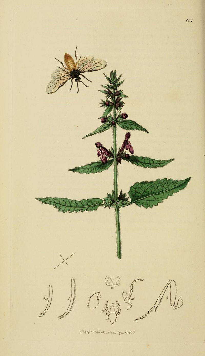 British entomology (Plate, "65") (8044228831)