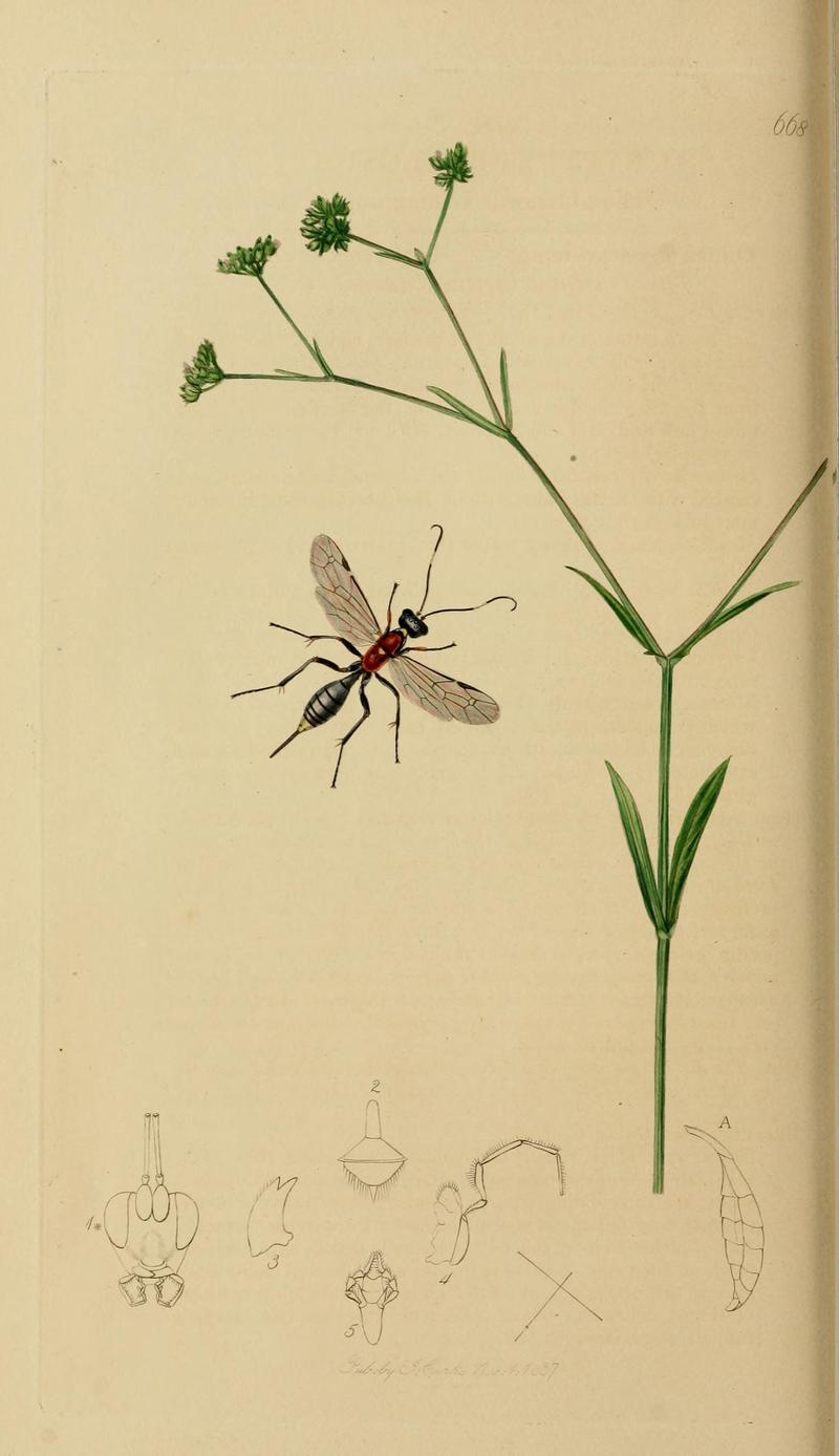British entomology (Plate, "668") (8044243387)