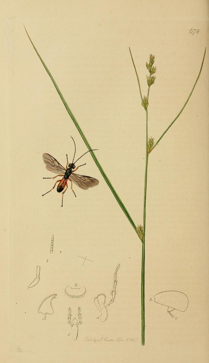 British entomology (Plate, "672") (8044256605)
