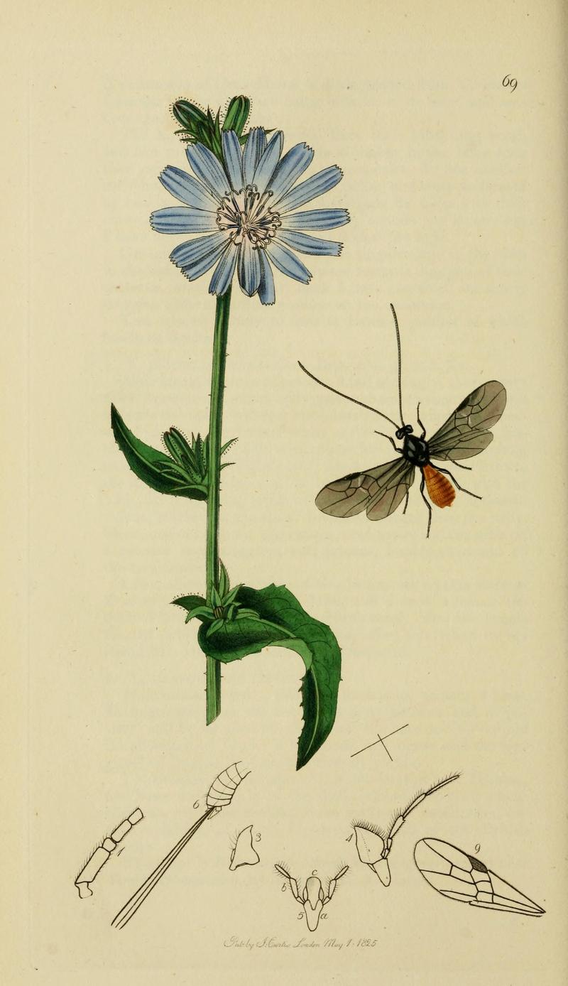 British entomology (Plate, "69") (8044263996)