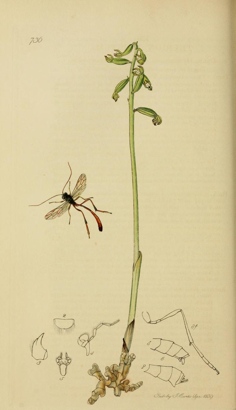 British entomology (Plate, "736") (8044260872)
