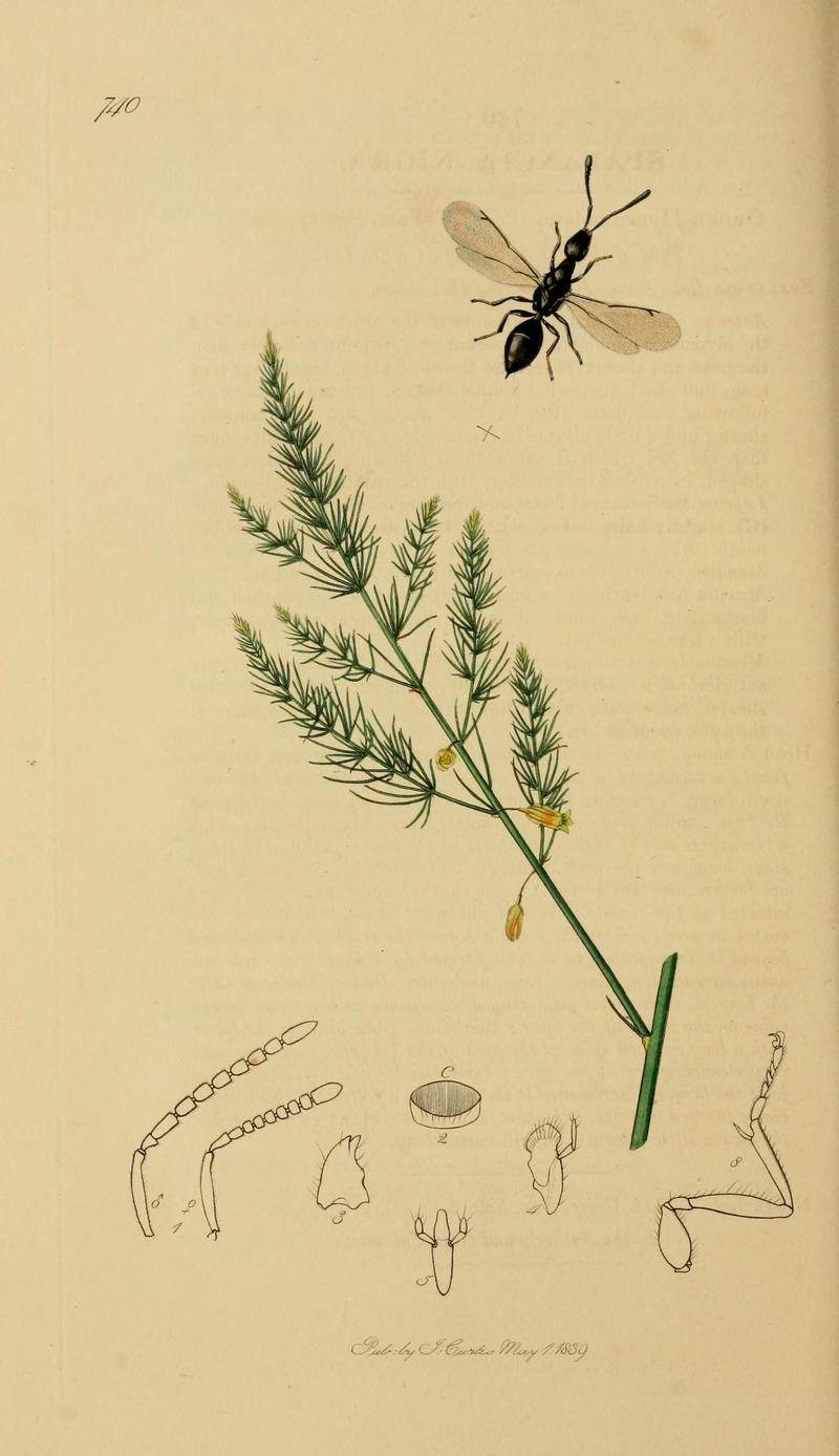 British entomology (Plate, "740") (8044269495)
