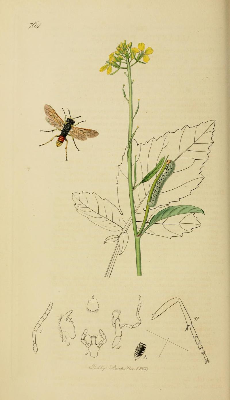 British entomology (Plate, "764") (8044230117)