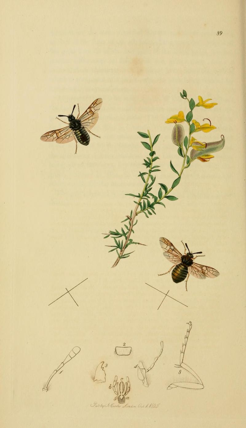 British entomology (Plate, "89") (8044226789)