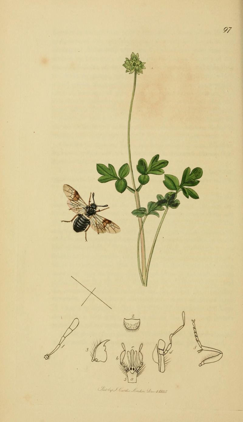 British entomology (Plate, "97") (8044226151)