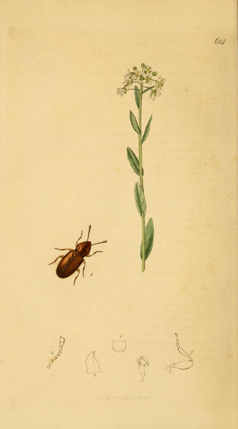 British entomology (Plate 1) (6021864041)