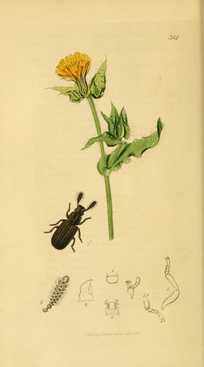 British entomology (Plate 10) (6021868057)