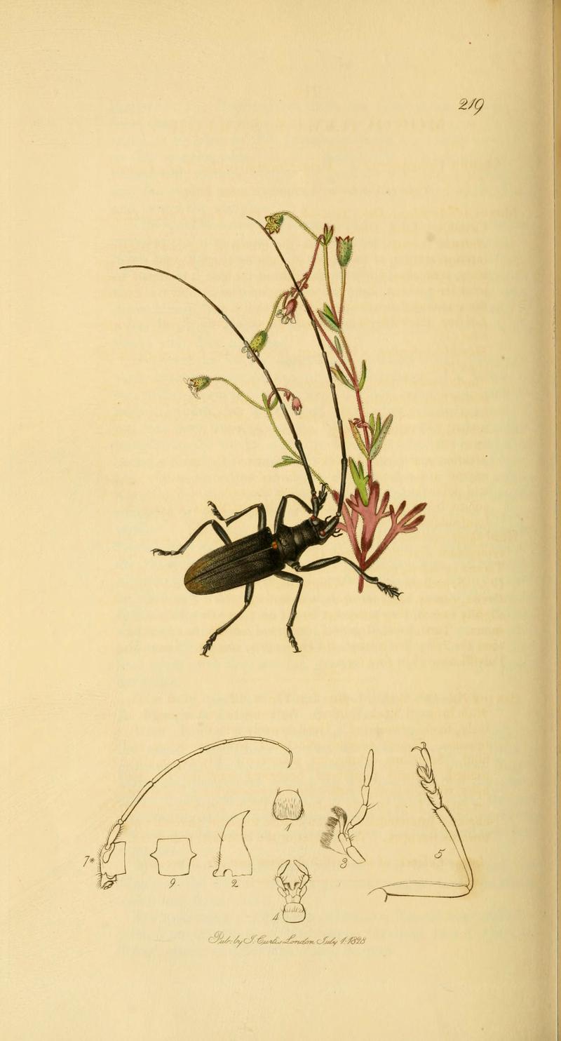 British entomology (Plate 100) (6022459644)
