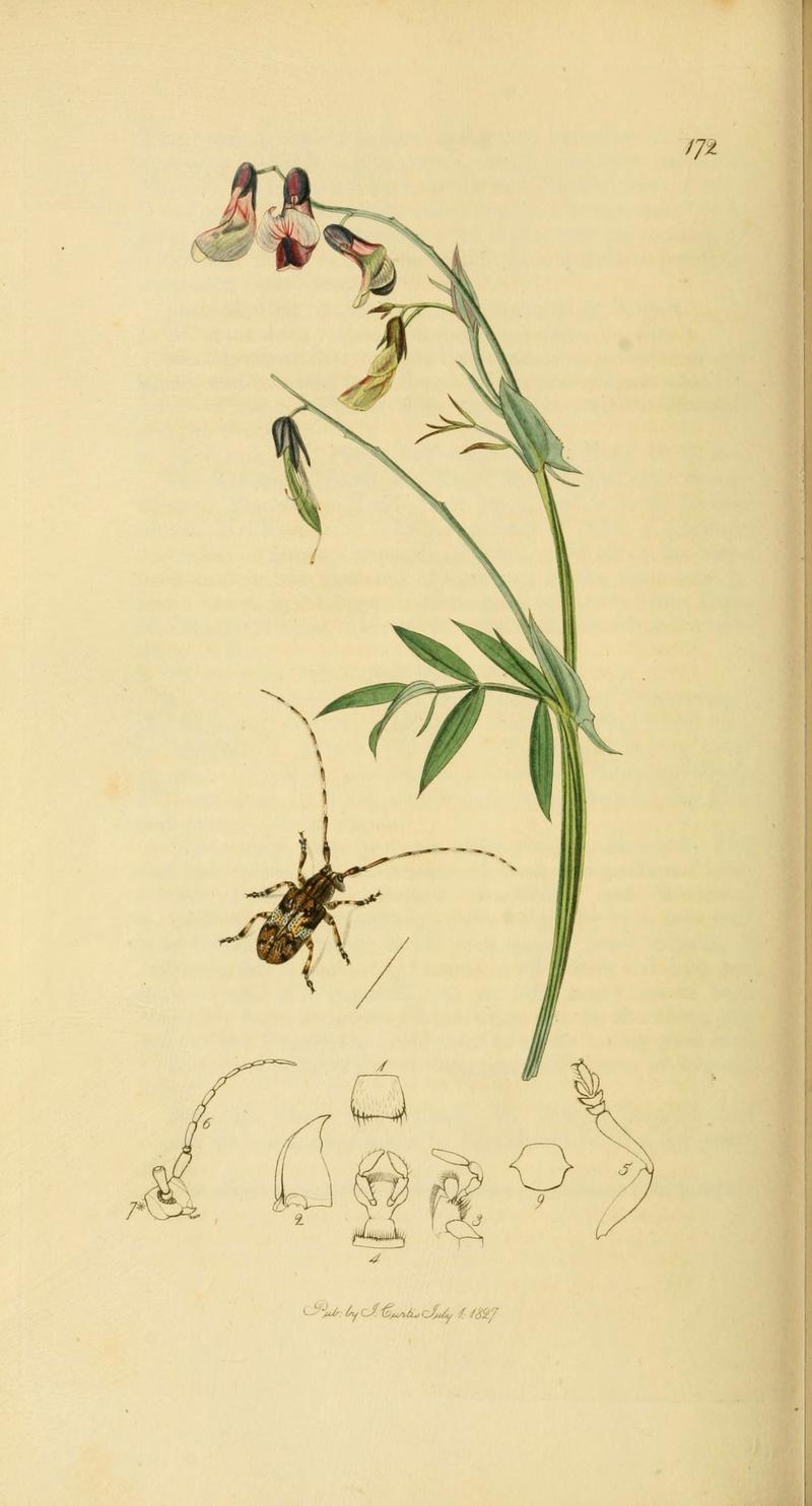 British entomology (Plate 101) (6022460048)