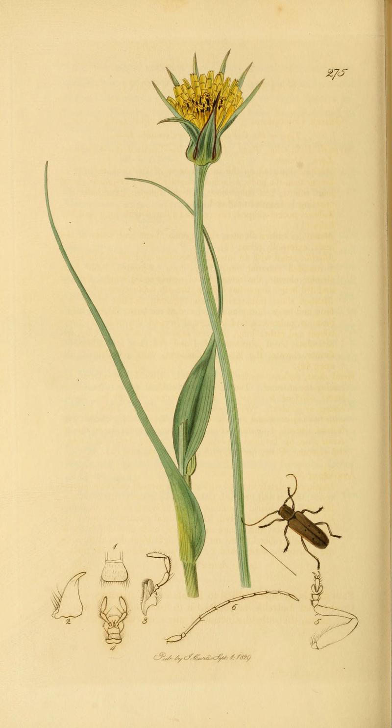 British entomology (Plate 102) (6021903859)