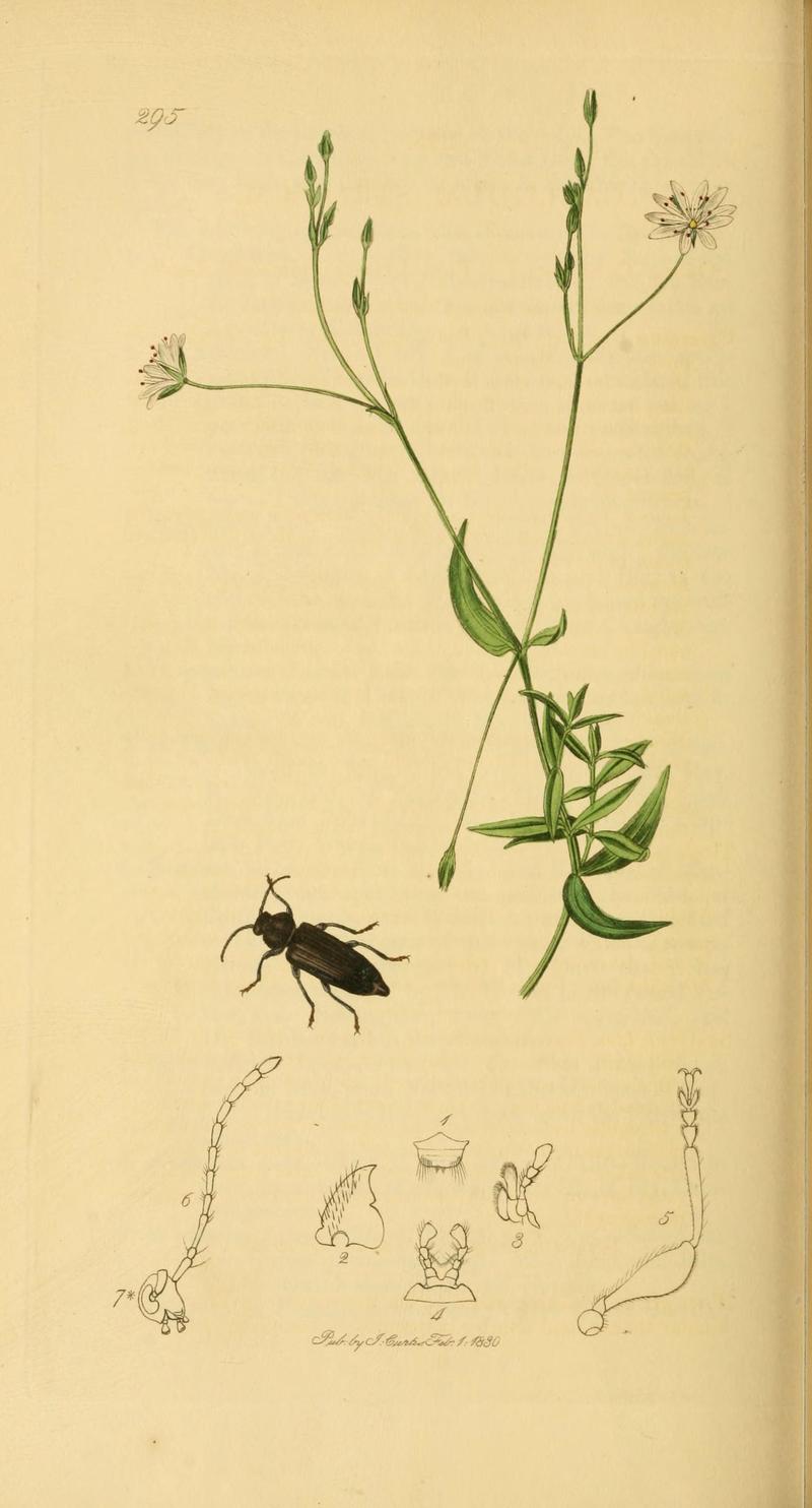 British entomology (Plate 103) (6022460934)