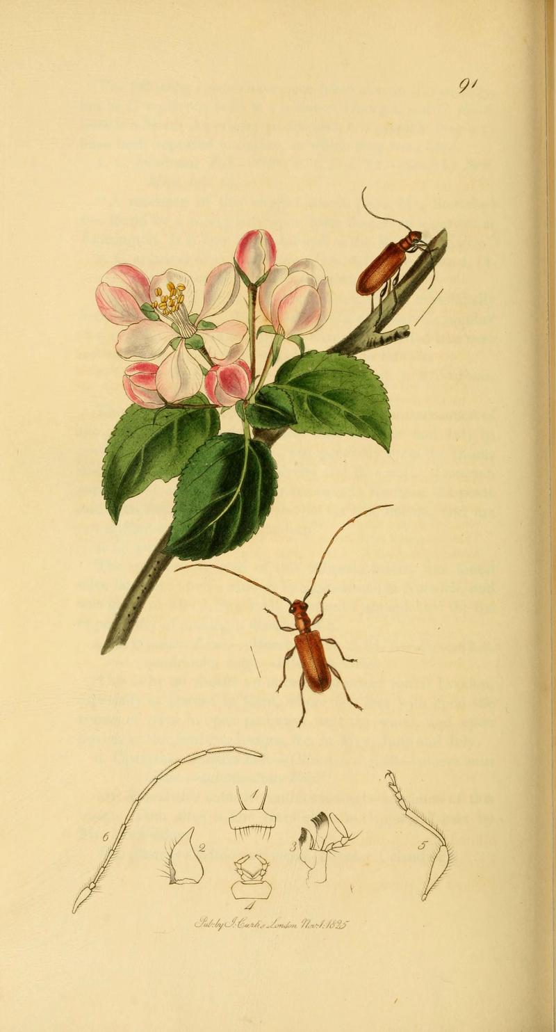 British entomology (Plate 105) (6022462046)