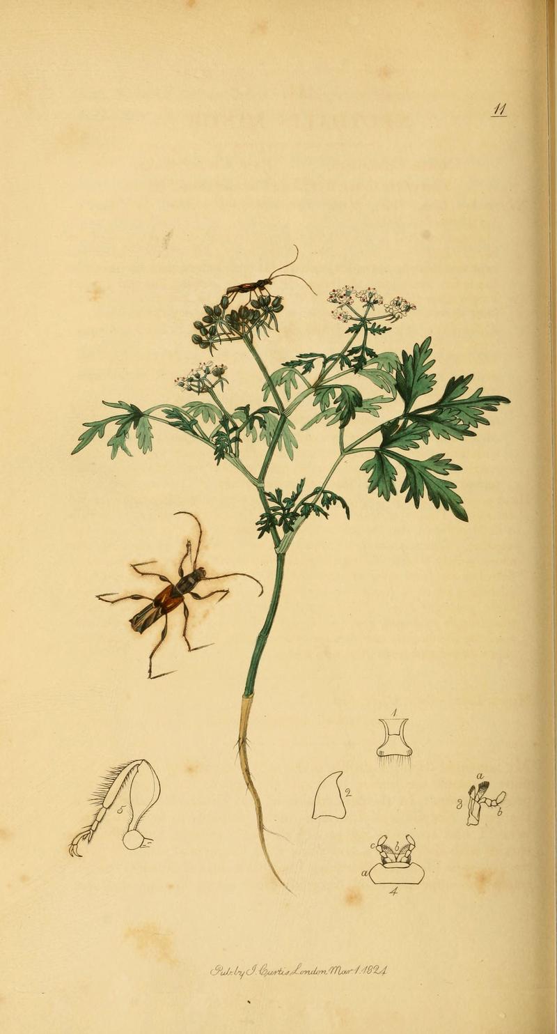 British entomology (Plate 106) (6021905719)