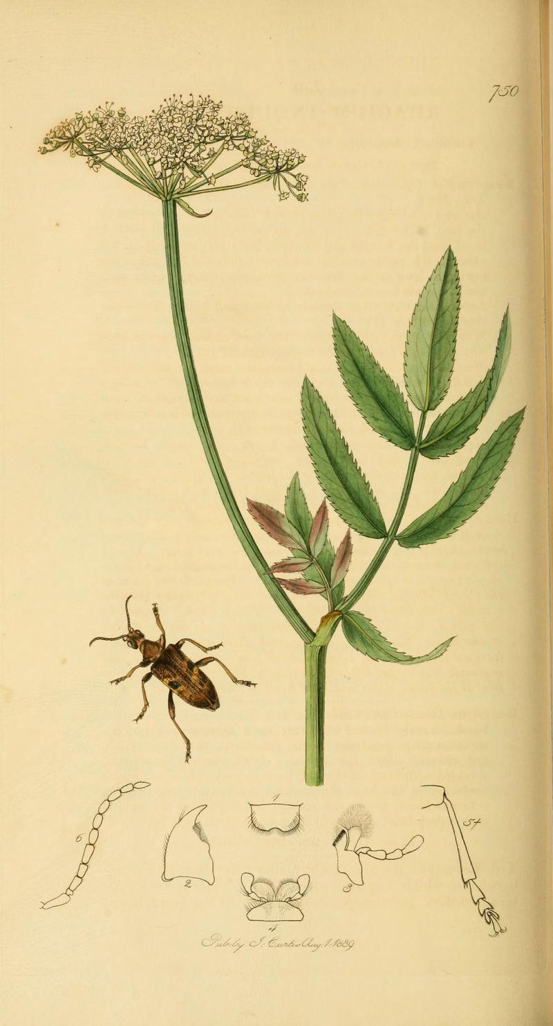 British entomology (Plate 107) (6022463014)
