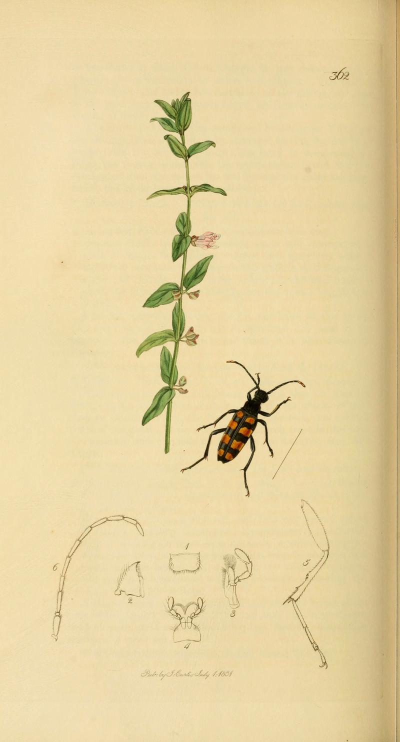 British entomology (Plate 108) (6022463396)