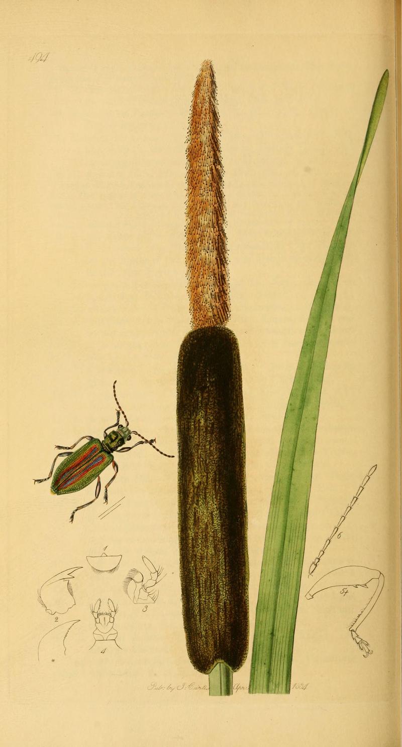 British entomology (Plate 109) (6021906925)