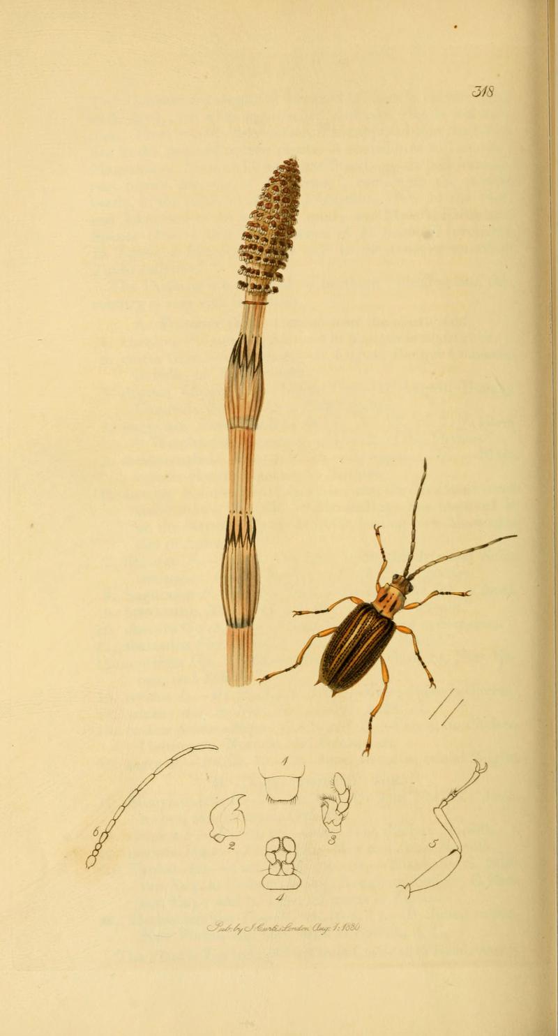British entomology (Plate 110) (6021907293)