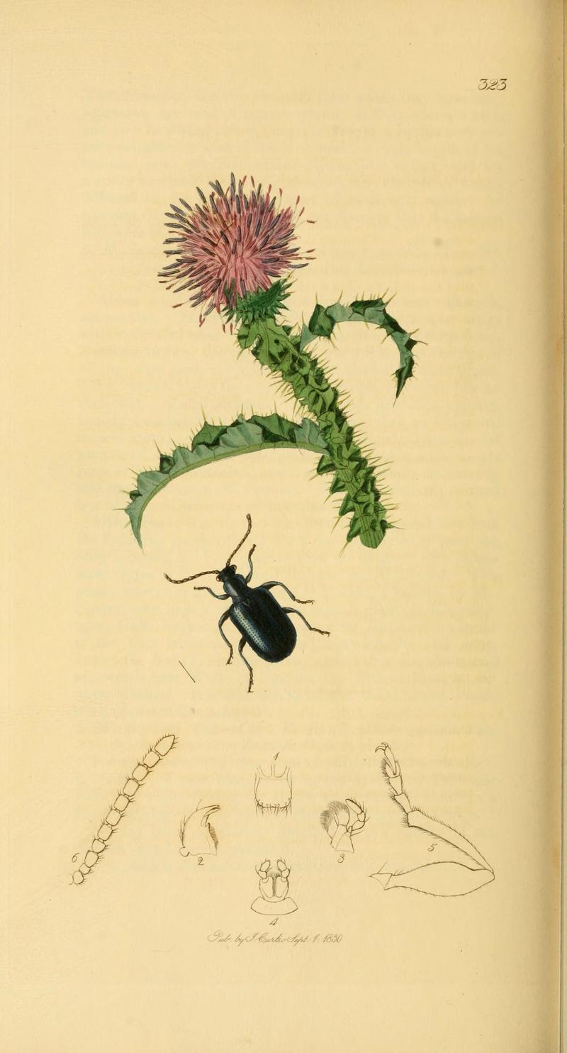 British entomology (Plate 111) (6022464416)