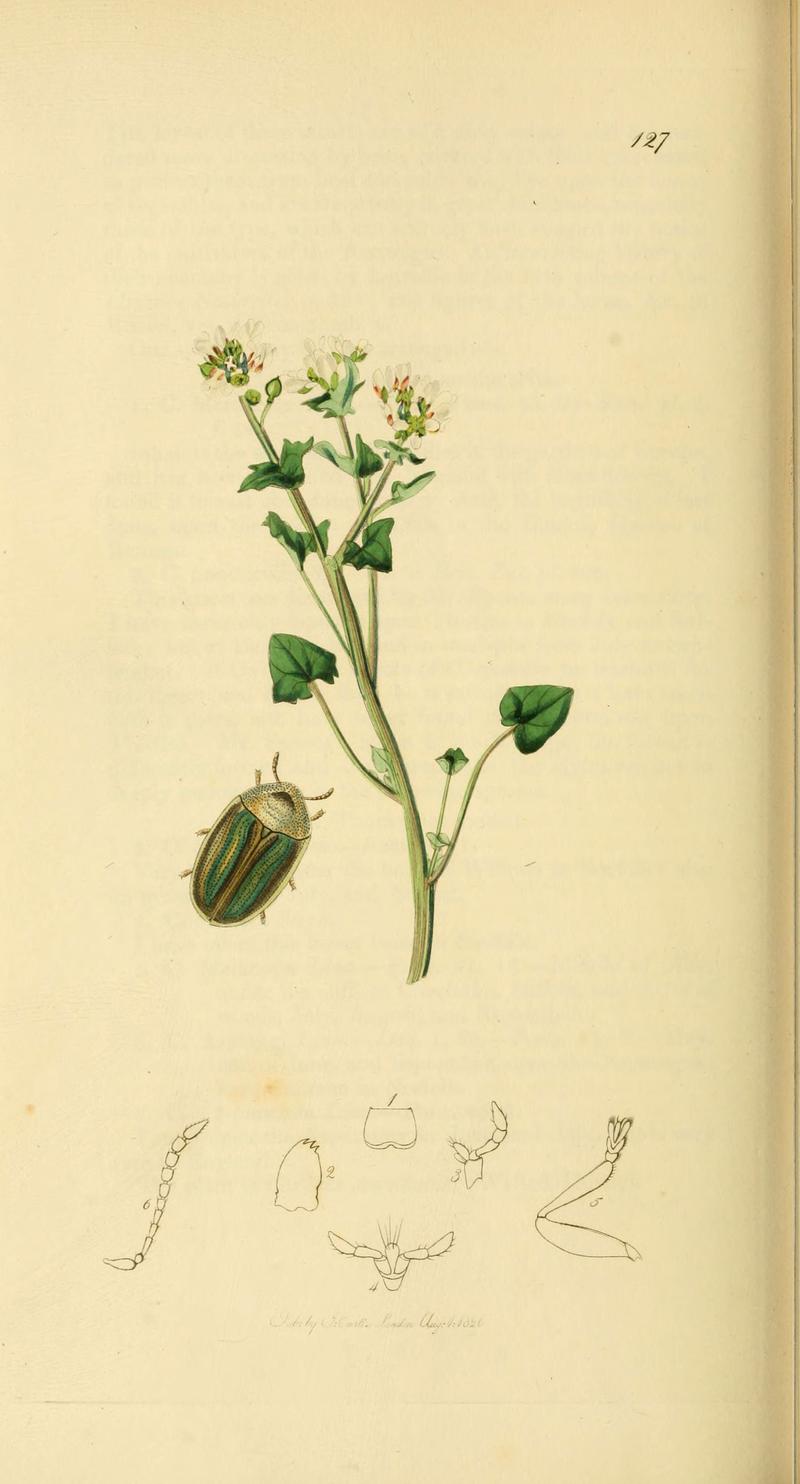 British entomology (Plate 112) (6021907947)