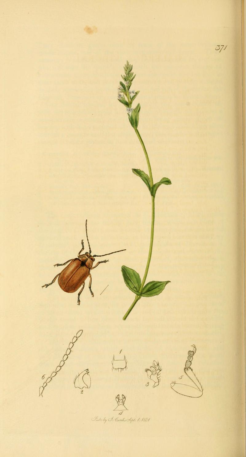 British entomology (Plate 113) (6021908381)