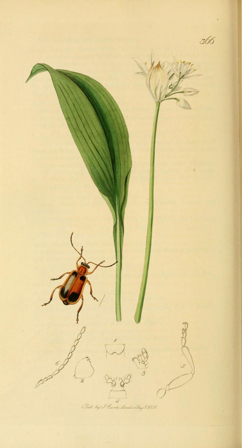British entomology (Plate 114) (6021909031)