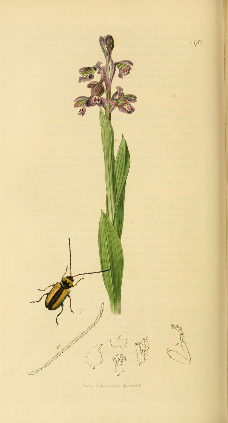 British entomology (Plate 115) (6022466326)