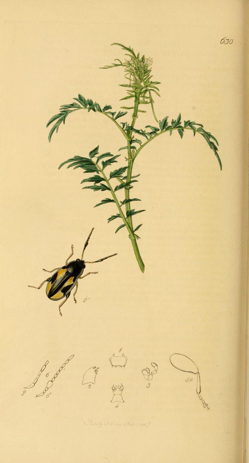 British entomology (Plate 116) (6022466730)