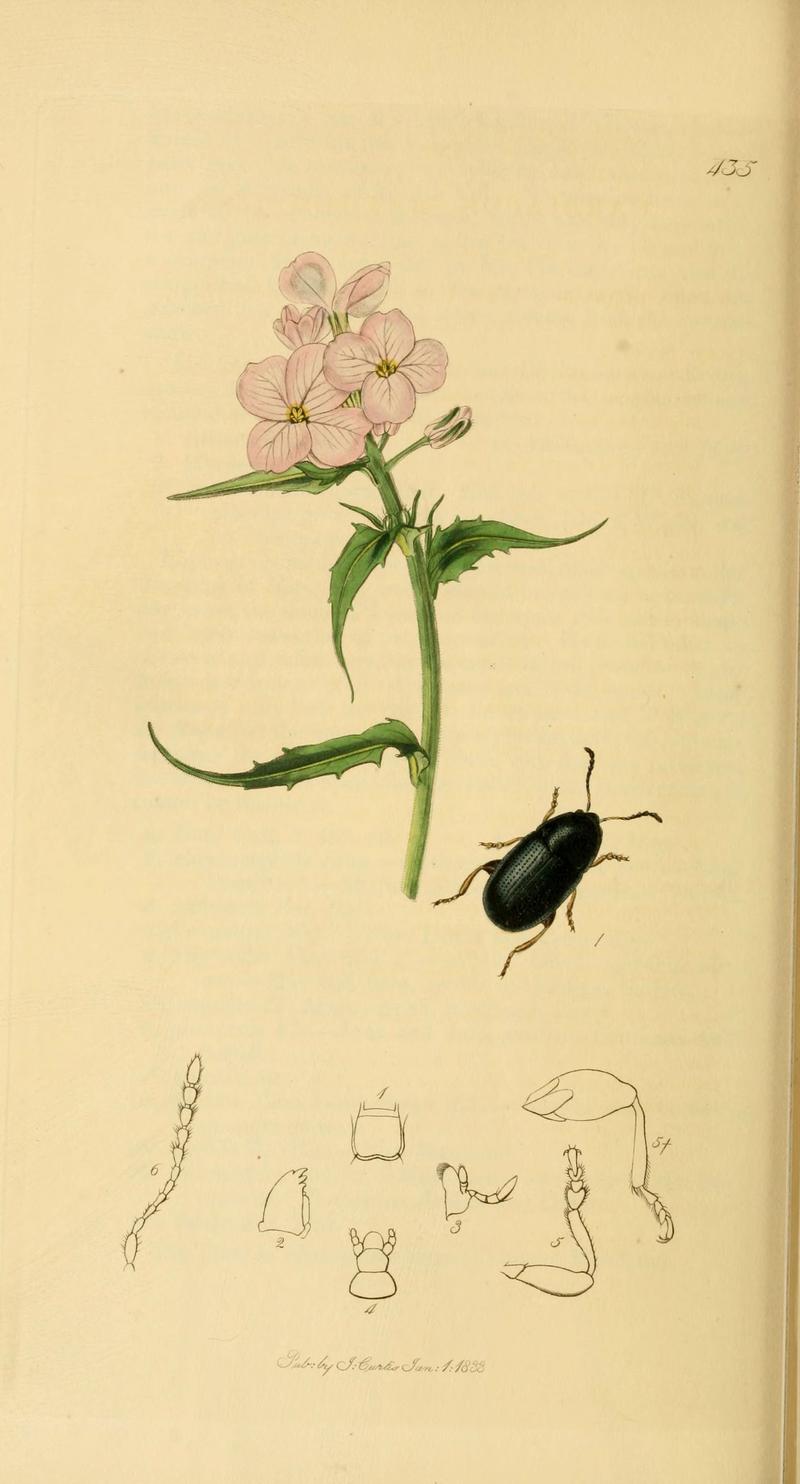 British entomology (Plate 118) (6022467748)