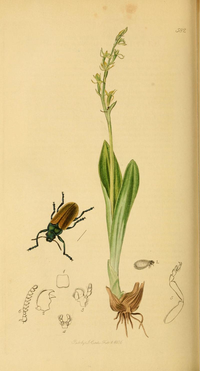 British entomology (Plate 119) (6021911481)