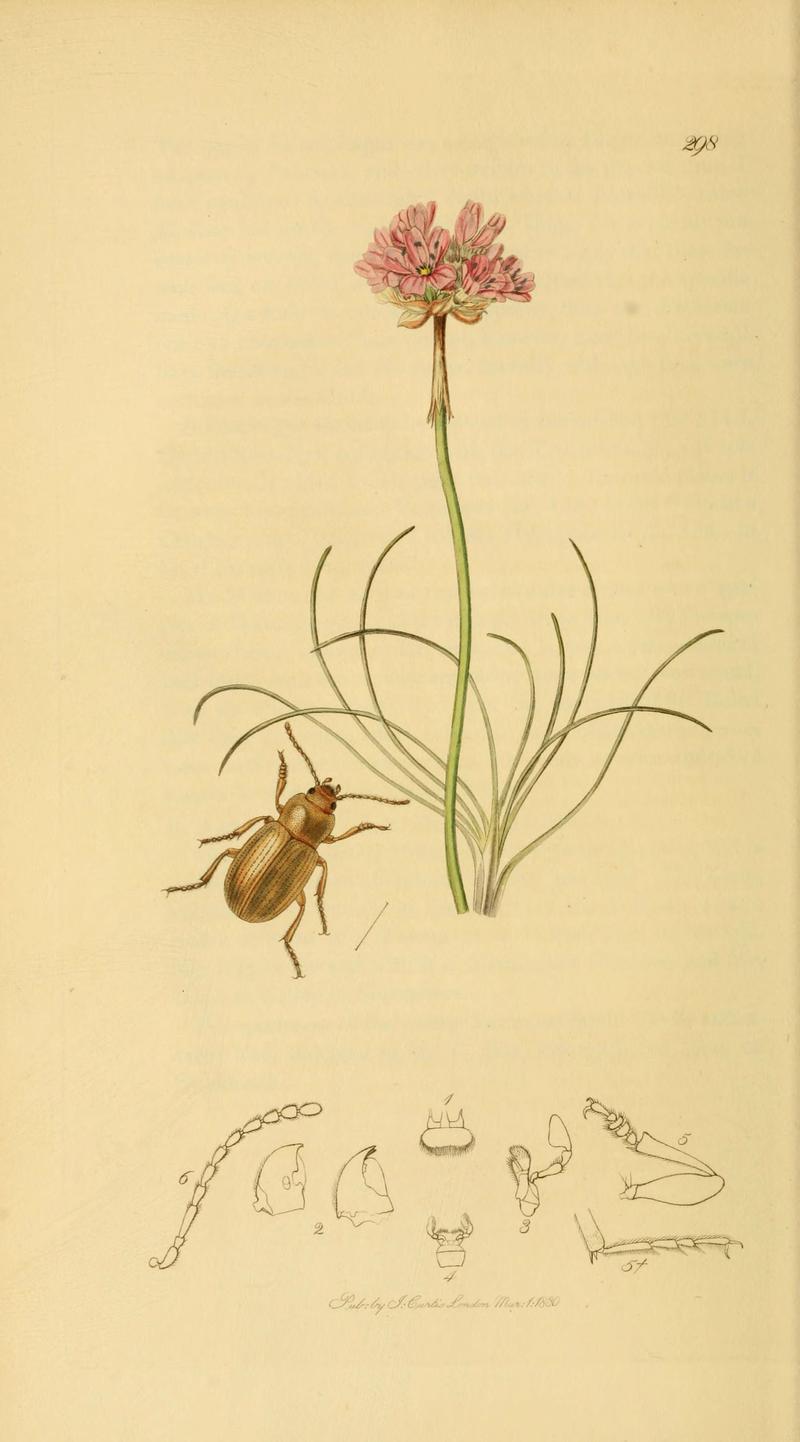 British entomology (Plate 12) (6022425040)