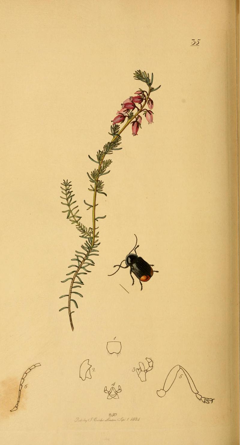 British entomology (Plate 120) (6021911843)