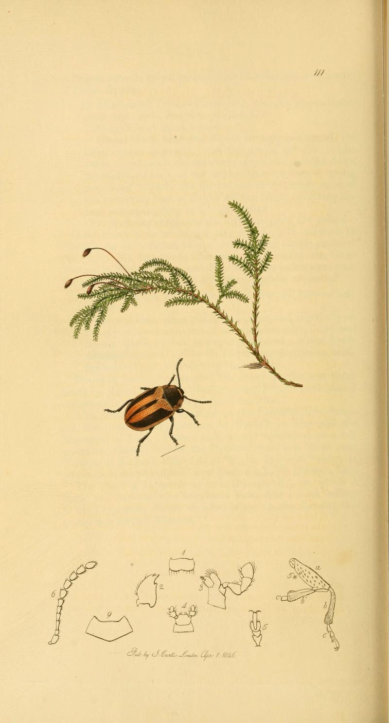British entomology (Plate 122) (6022469406)