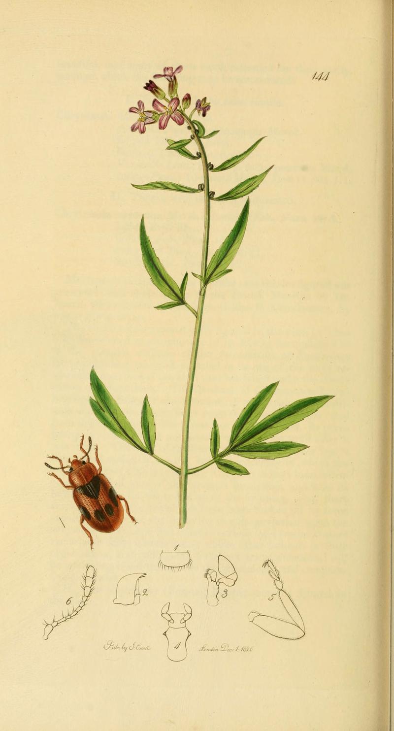 British entomology (Plate 123) (6021912803)