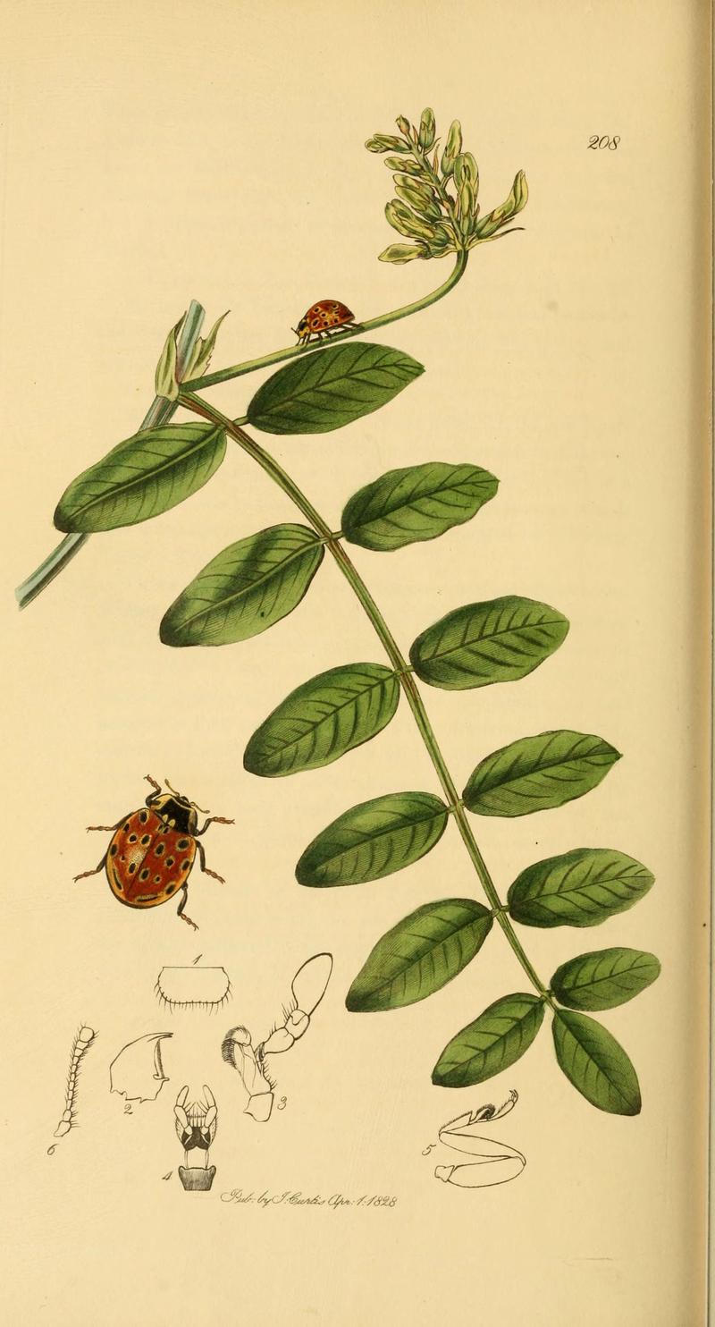 British entomology (Plate 124) (6022470006)