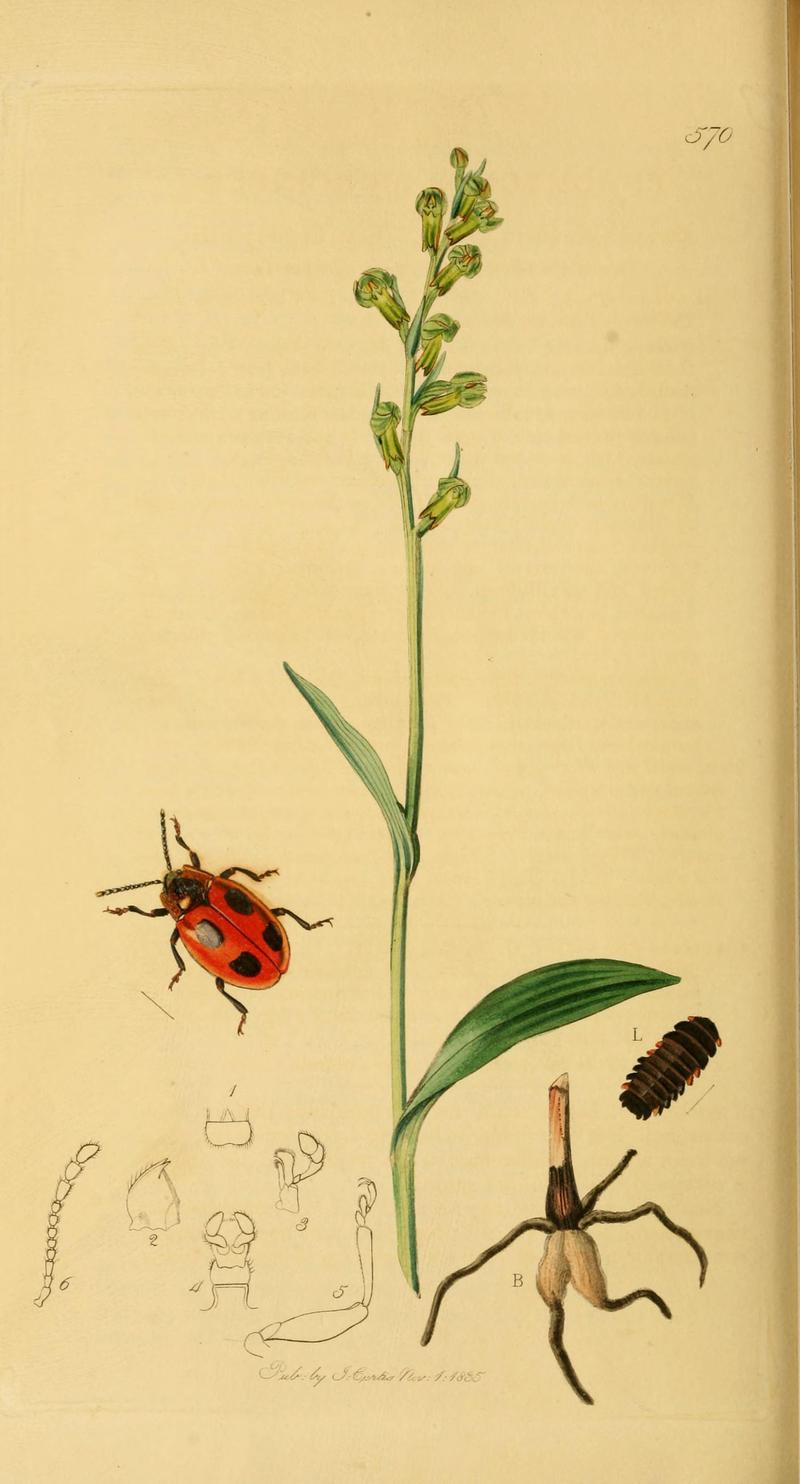 British entomology (Plate 125) (6022470872)