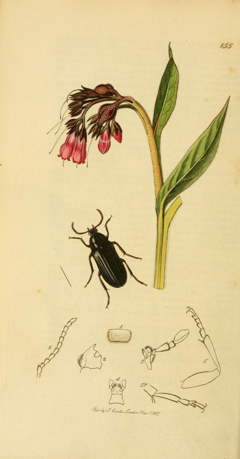 British entomology (Plate 14) (6021869563)