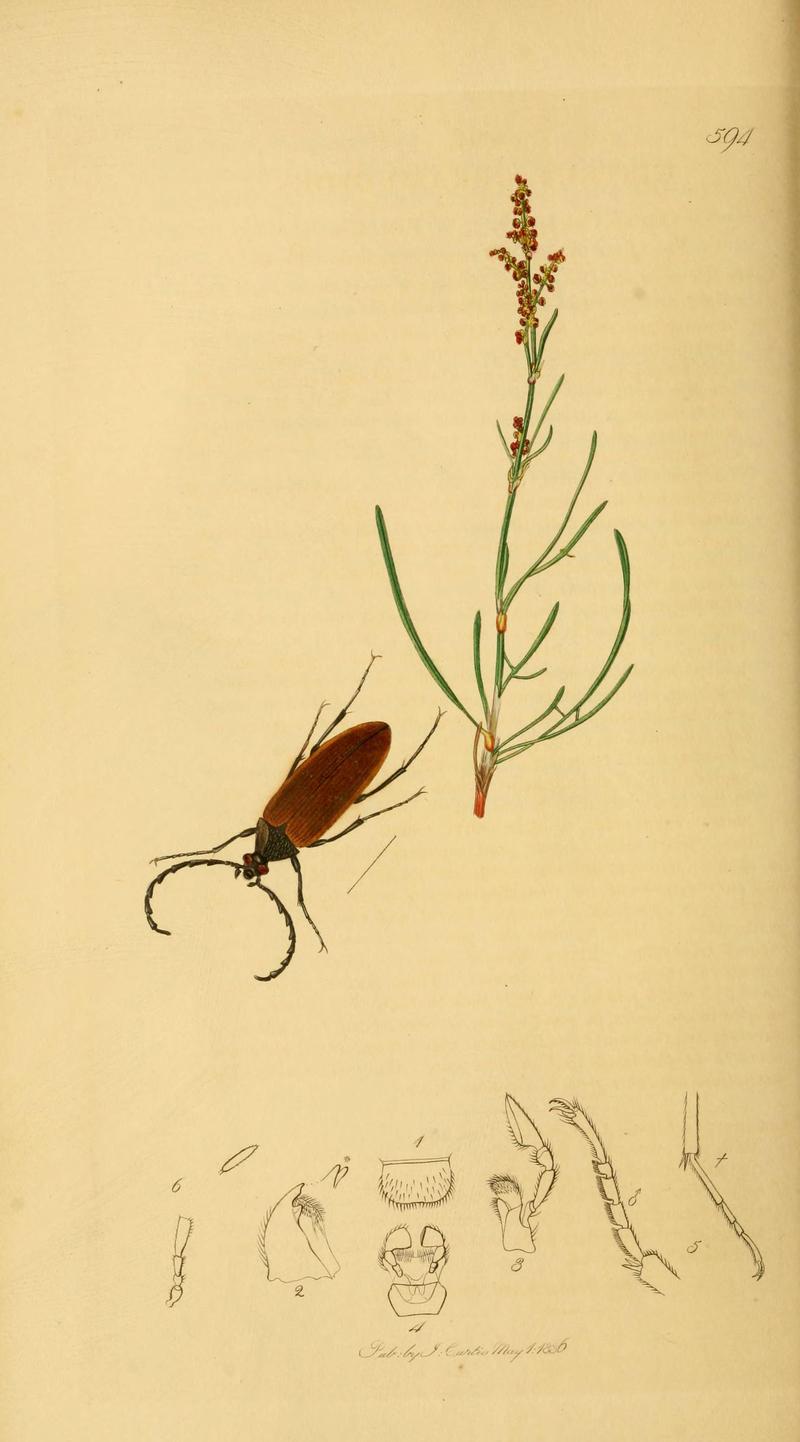 British entomology (Plate 16) (6022426588)