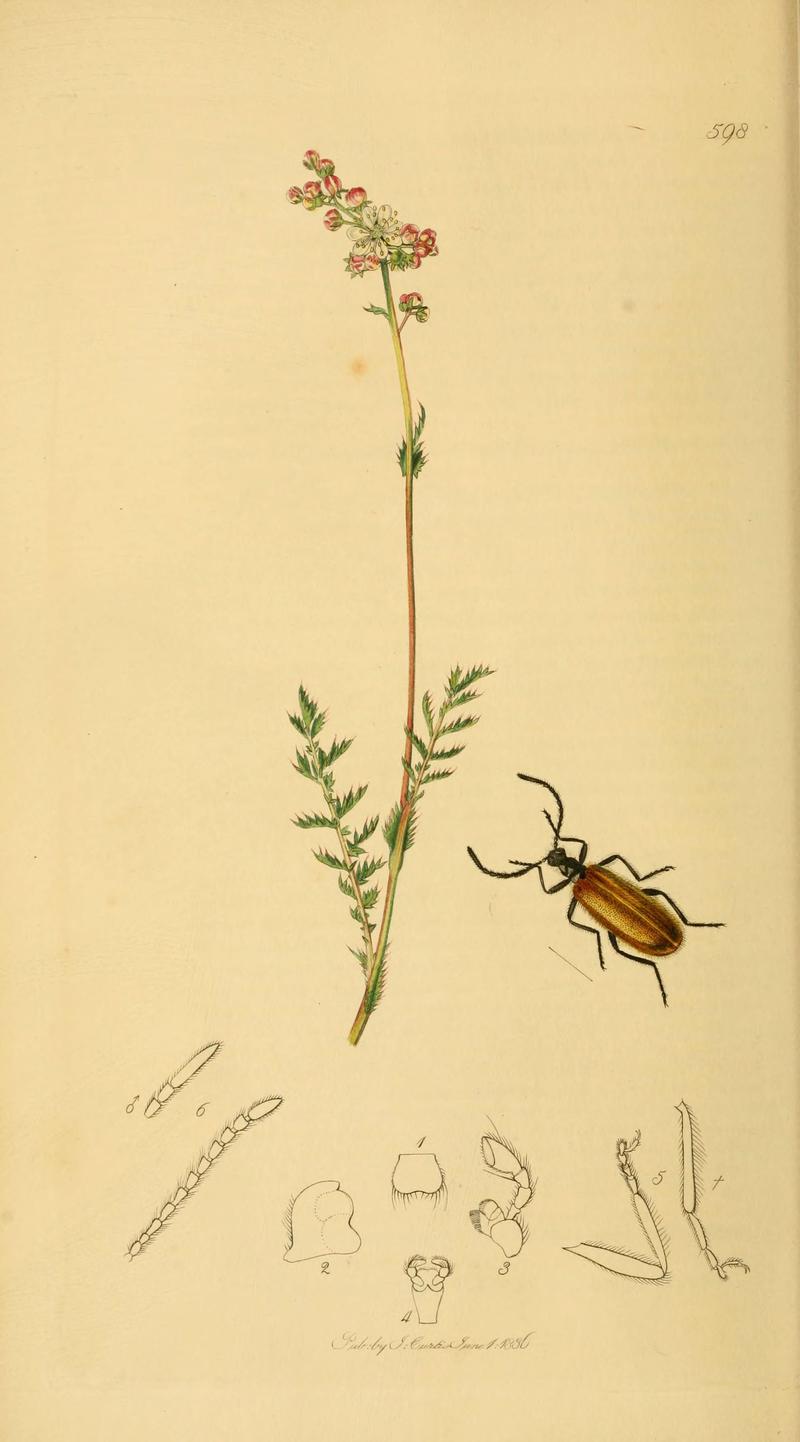 British entomology (Plate 17) (6022426906)