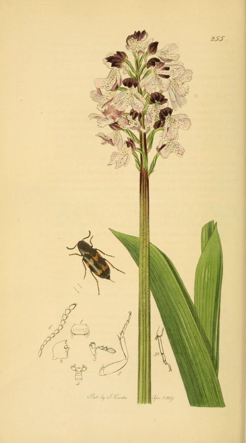 British entomology (Plate 18) (6021870827)
