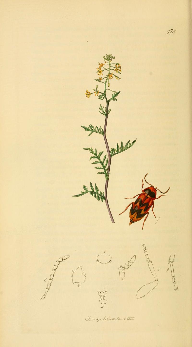 British entomology (Plate 19) (6021871161)
