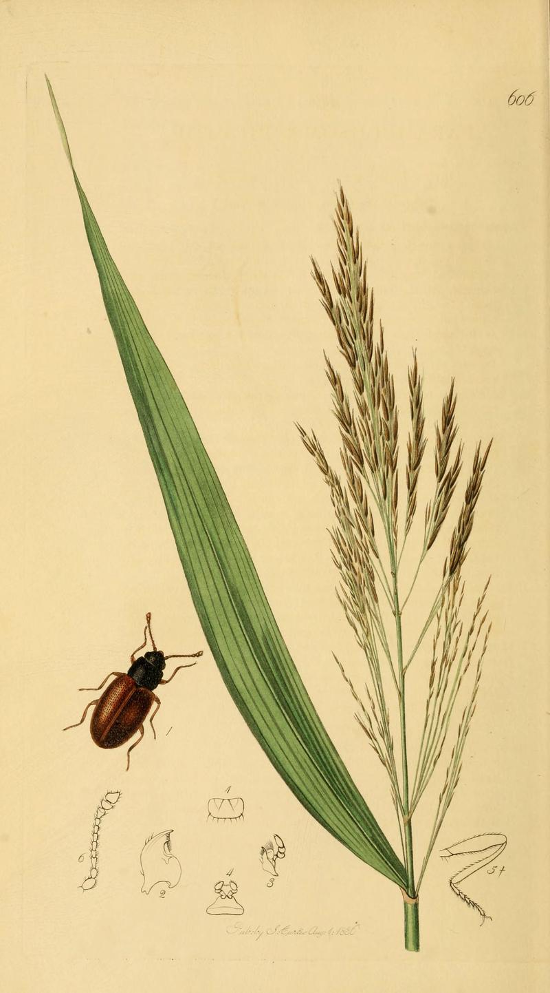 British entomology (Plate 2) (6021864429)